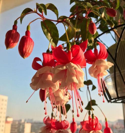 倒挂金钟花的养殖技巧（轻松掌握倒挂金钟花的养殖方法）