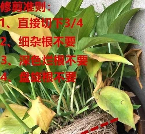注意事项，技巧，时间，步骤（注意事项）