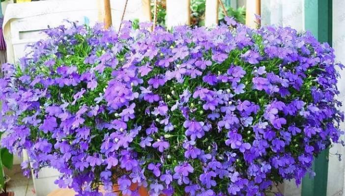 倒挂金钟的种植与养护（让院子充满生机的好选择）