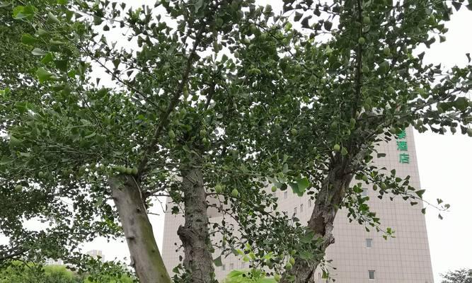 喜阳还是喜阴（倒挂金钟在室内和室外的生长条件和养护技巧）