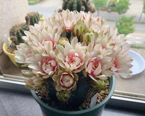 稻壳炭花卉养护指南（适合使用稻壳炭的花卉种类及使用方法）