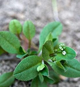 探秘地菜的别名（地菜）