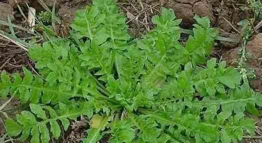 探秘地菜的营养价值与药用功效（一个来自山区的宝藏蔬菜）