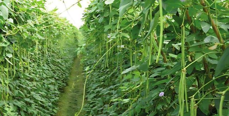 地豆角种植的时间和方法（如何在正确的时间和方法下）