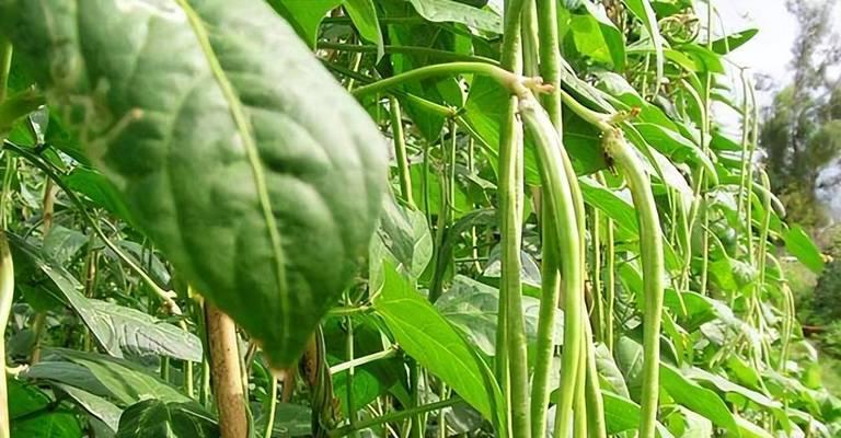 地豆角种植的时间和方法（如何在正确的时间和方法下）