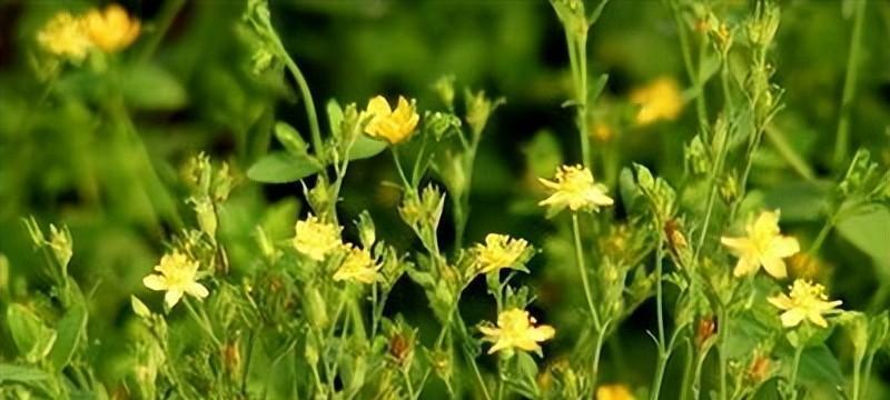 探索地耳草的神奇功效（了解地耳草对人体健康的影响）