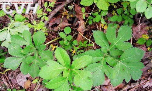 探秘神奇地根草（了解地根草的种类）_花植网
