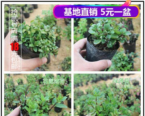 地胡椒的功效与作用——一种有益的调味品（探究地胡椒的来源）