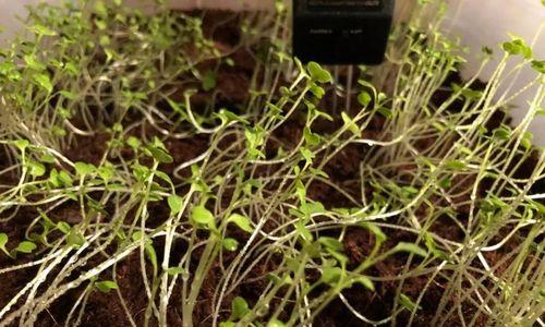 探秘神奇的地窖草（地窖草的功效与适宜种植方法）