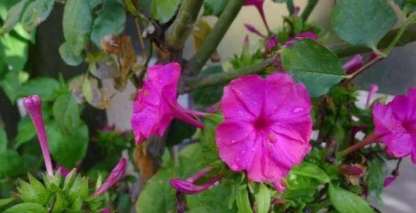 地雷花的生命周期和特点（一年生还是多年生）