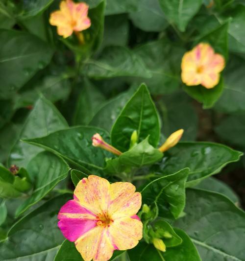 地雷花的生命周期和特点（一年生还是多年生）