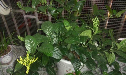地雷花的养殖与毒性分析（室内养殖地雷花）