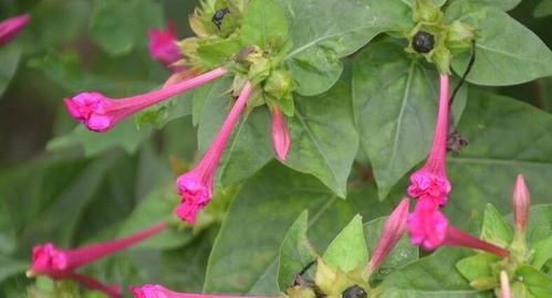 地雷花的养殖与毒性分析（室内养殖地雷花）