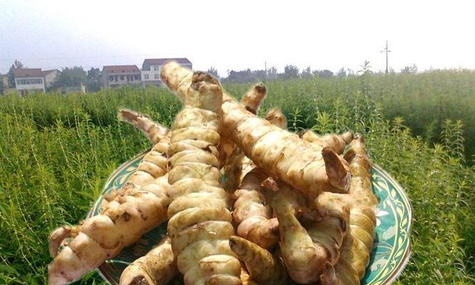 探秘地笋的营养与美食（发掘地笋的功效）