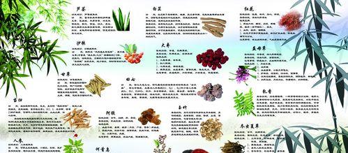 探秘地笋的营养与美食（发掘地笋的功效）