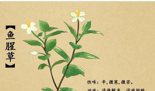 探秘地笋的营养与美食（发掘地笋的功效）