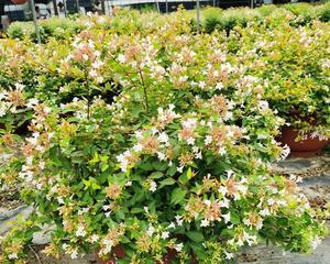 地栽花卉种植指南（从选择花卉到施肥养护）
