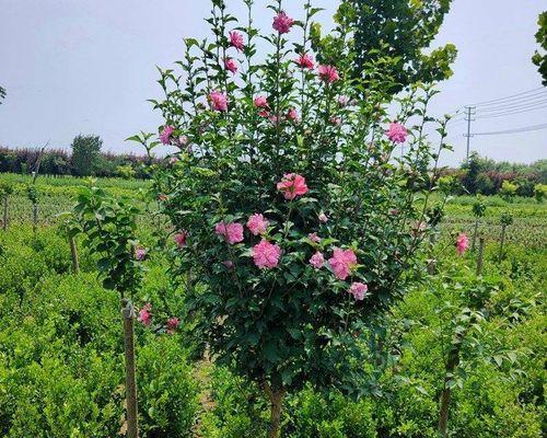 地栽花卉种植指南（从选择花卉到施肥养护）