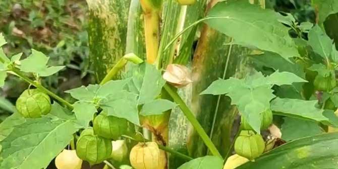灯笼果的营养价值和最佳食用量（探究灯笼果的健康功效）