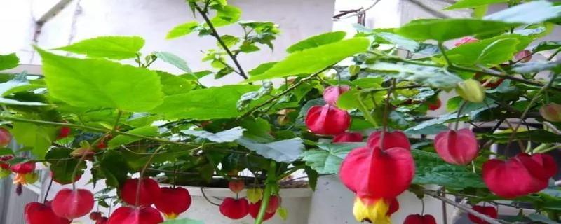 灯笼花的风水与摆放（花开富贵）