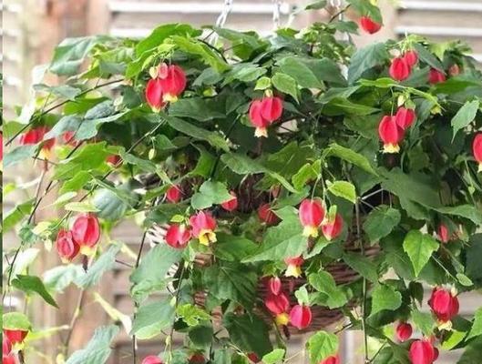灯笼花的养殖与注意事项（打造绚丽多彩的花海——灯笼花养殖全攻略）