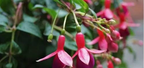 灯笼花的养殖与注意事项（打造绚丽多彩的花海——灯笼花养殖全攻略）