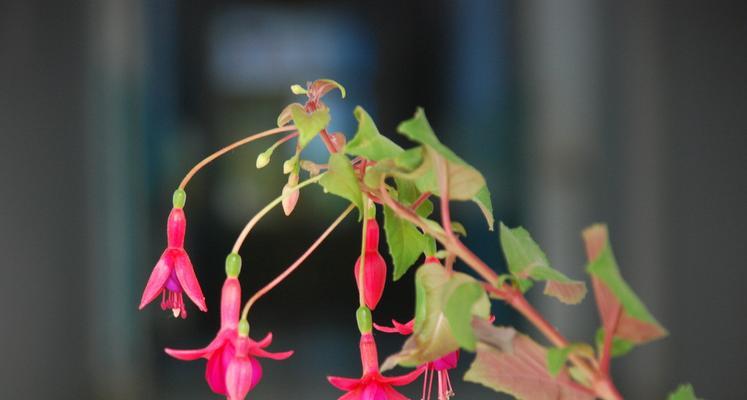 灯笼花的象征与寓意（探索灯笼花的神秘面纱——从花语到文化）