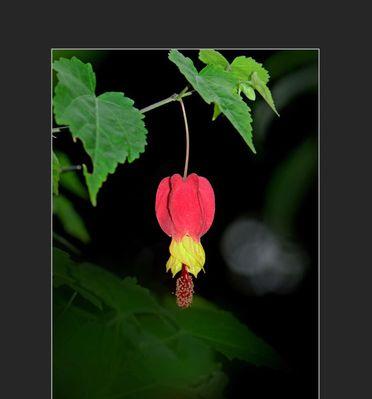 灯笼花的象征与寓意（探索灯笼花的神秘面纱——从花语到文化）