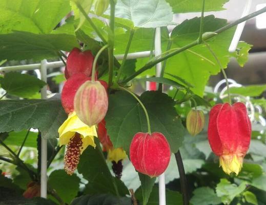 灯笼花的冬季保护（避免冬季冻死）