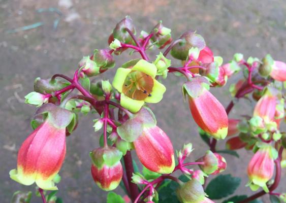 灯笼花的冬季保护（避免冬季冻死）