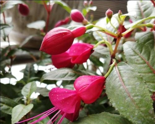 灯笼花的冬季保护（避免冬季冻死）