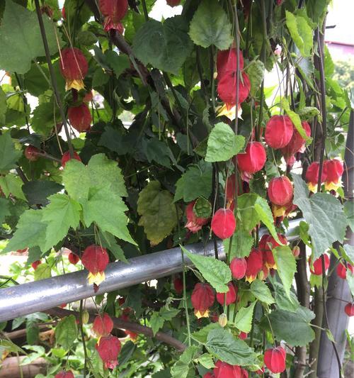 灯笼花的种植与养护（适合初学者的全面指南）