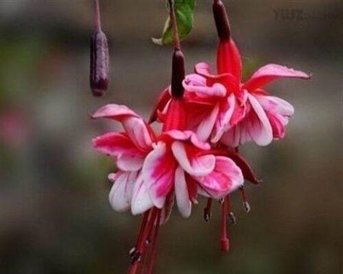 灯笼花肥料合适的选择（打造美丽灯笼花园的秘诀）