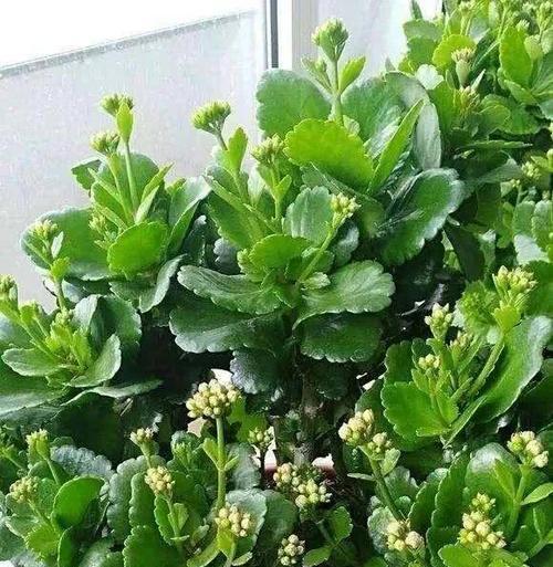 灯笼花扦插技巧详解（如何通过扦插繁殖美丽的灯笼花）