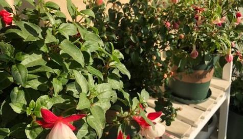 灯笼花的耐寒能力探秘（从多少度开始着手考察）