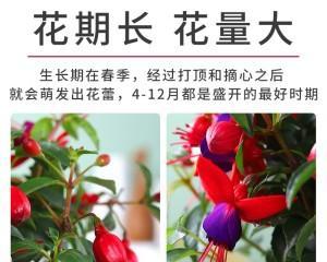 灯笼花如何剪枝？——打造灿烂而不凌乱的花海