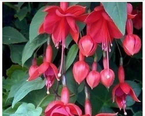 灯笼花开花时间和花期（探秘灯笼花的生长规律与美丽之谜）