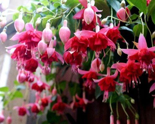 灯笼花开花时间和花期（探秘灯笼花的生长规律与美丽之谜）