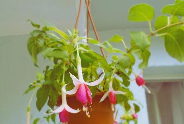 如何正确扦插灯笼花（最佳时间）