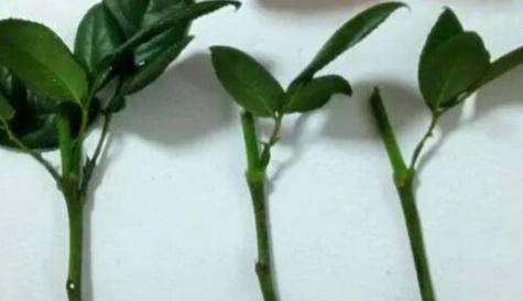 如何正确扦插灯笼花（最佳时间）