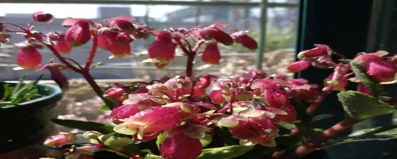 家养灯笼花的风水与养护指南（灯笼花适合家里养吗）