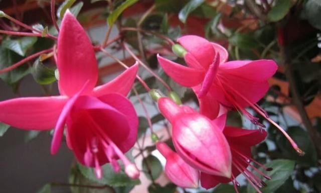 家养灯笼花的风水与养护指南（灯笼花适合家里养吗）