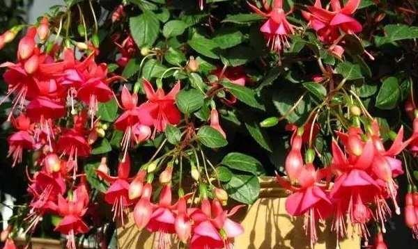 家养灯笼花的风水与养护指南（灯笼花适合家里养吗）