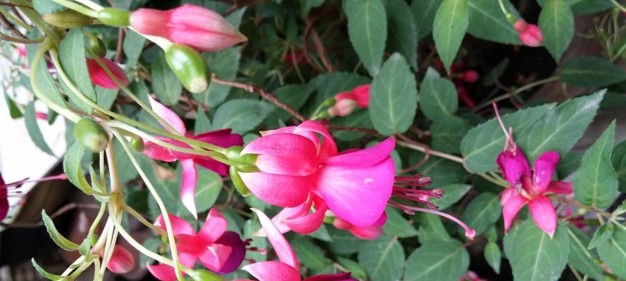灯笼花喜阳还是喜阴（探究灯笼花的光照条件及影响因素）