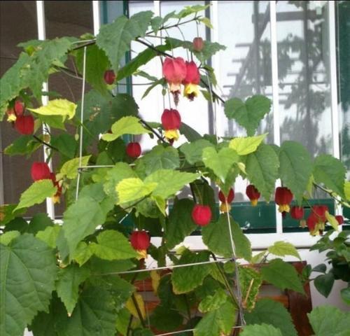 灯笼花有毒吗（室内养灯笼花的注意事项和方法）