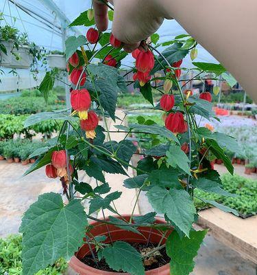 灯笼花的种子是什么（了解灯笼花种子的特点和用途）