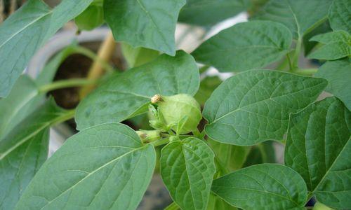 灯笼花的种子是什么（了解灯笼花种子的特点和用途）