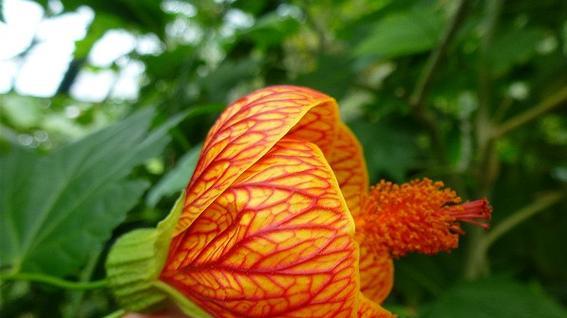 探寻灯笼花之美（揭开灯笼花神秘面纱）