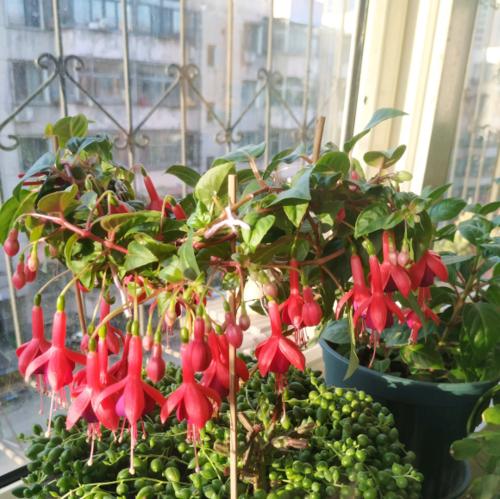 如何越冬灯笼花（灯笼花的冬季养护方法）