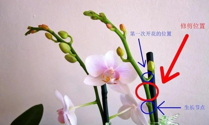 如何越冬灯笼花（灯笼花的冬季养护方法）
